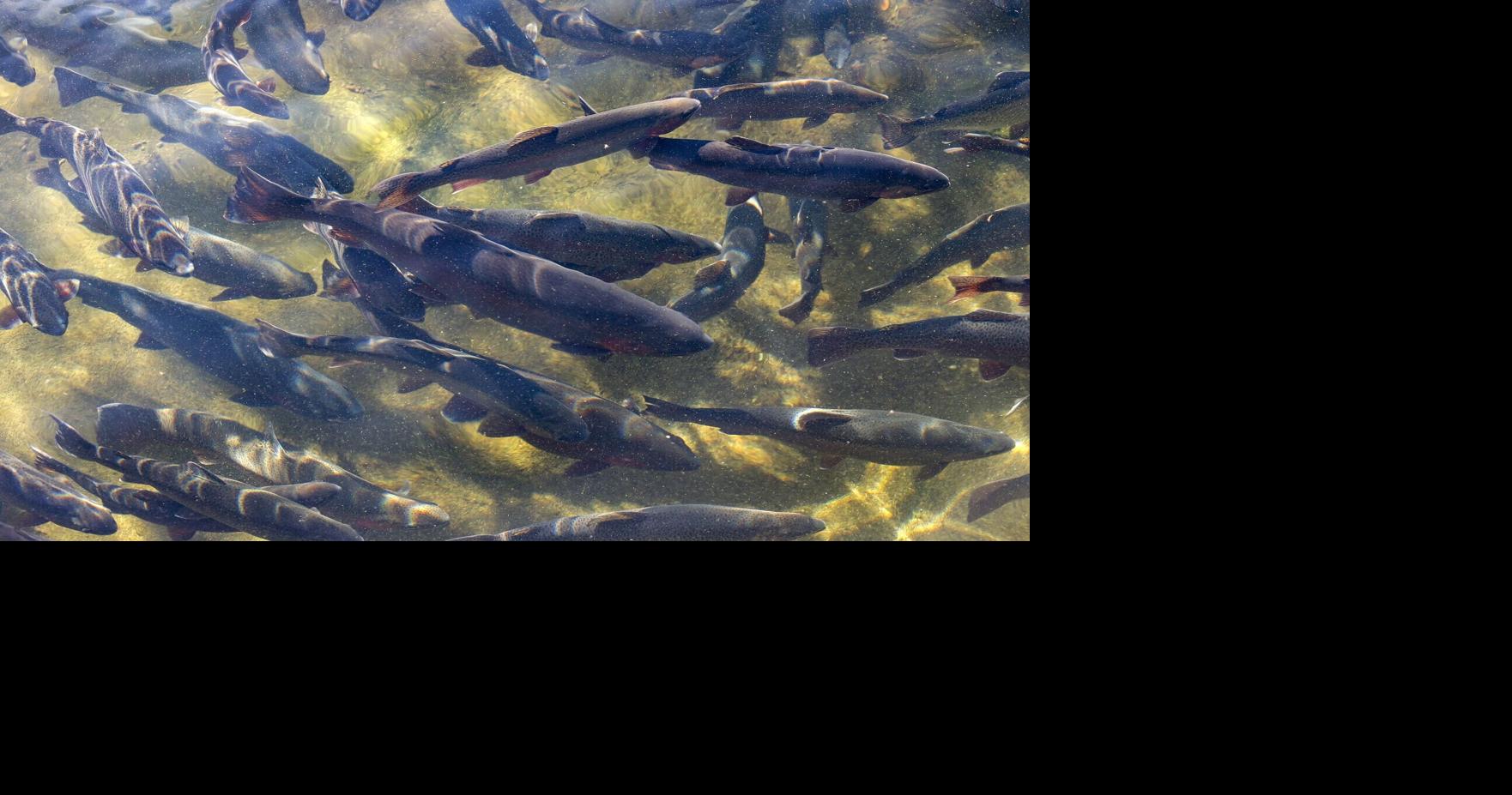 Manchester fish hatchery plays major role in state trout populations