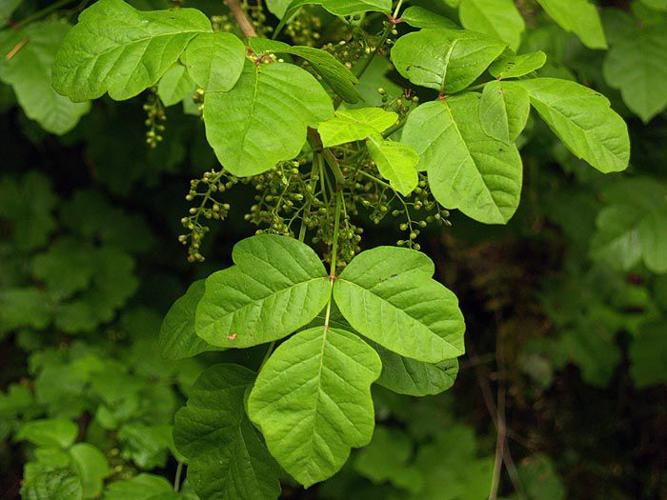 Tips to Identify Poison Ivy
