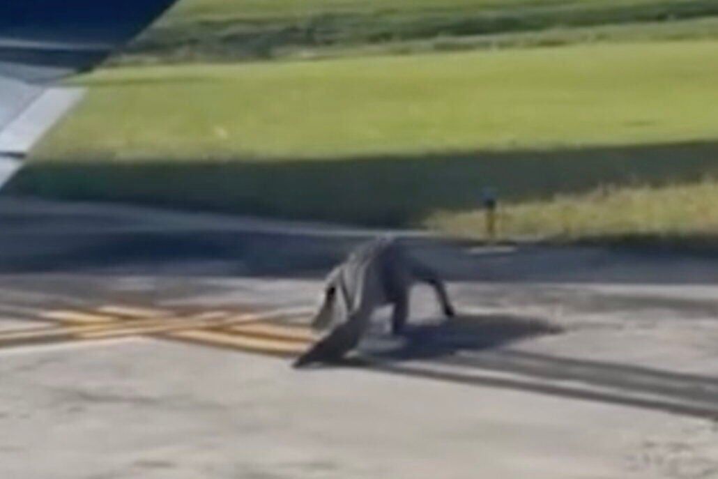 Alligator Spotted Waddling Off Runway At Florida Airport | National ...