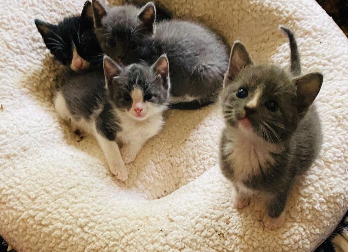 June Is Adopt A Cat Month Humane Society Needs Foster Homes
