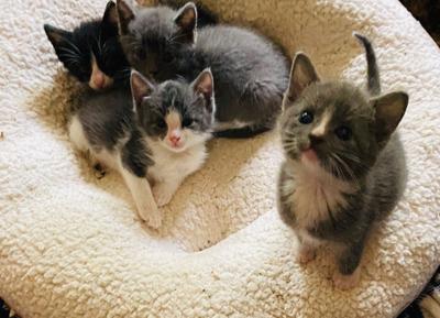 June Is Adopt A Cat Month Humane Society Needs Foster Homes Bottle Feeders Local News Manchestertimes Com
