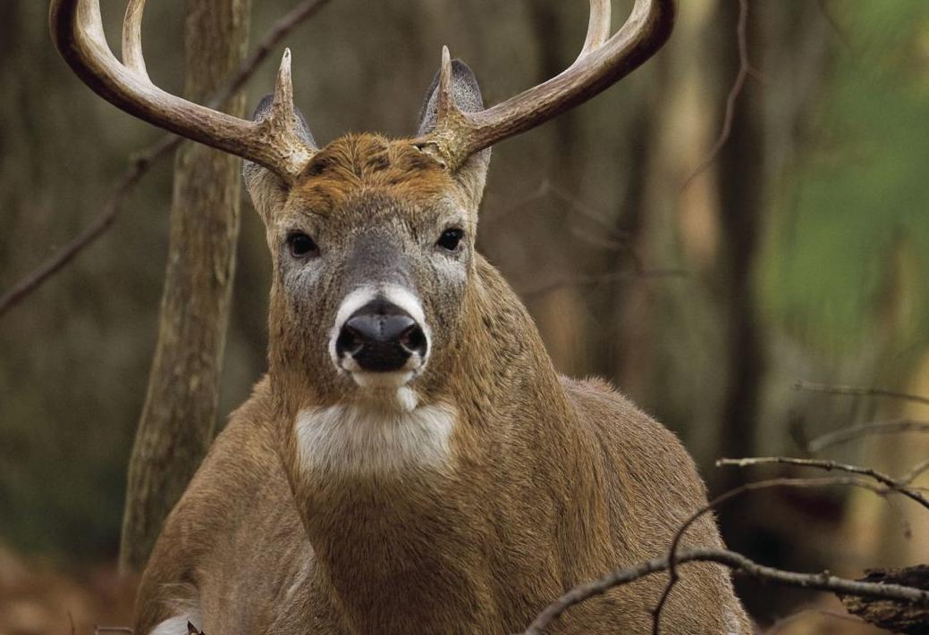 Unit Cwd Has Changes For Deer Hunting Starting With This Month S First Hunt Local News Manchestertimes Com