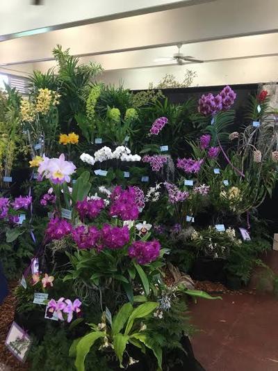 Orchid Society Shows On O Ahu Manoanow Org