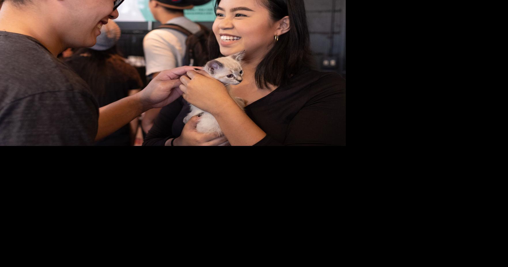 Kaimuki cat cafe ‘Popoki and Tea’ to close on June 23 Ka Leo