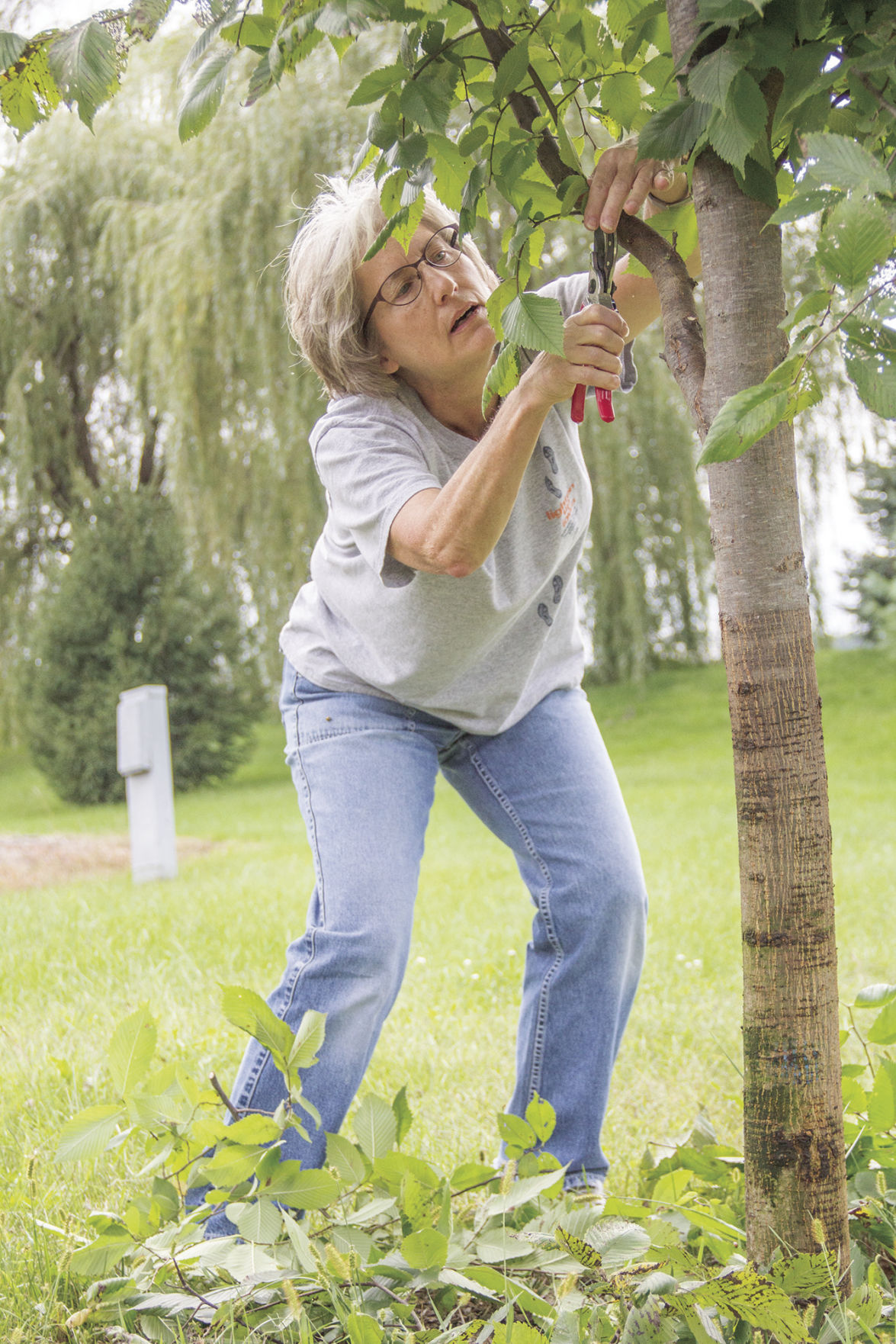 LEADTreePruning.jpg