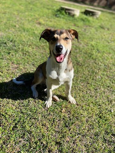 Pets of the Week