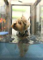 Pet talk: Dog mobility care and rehabilitation