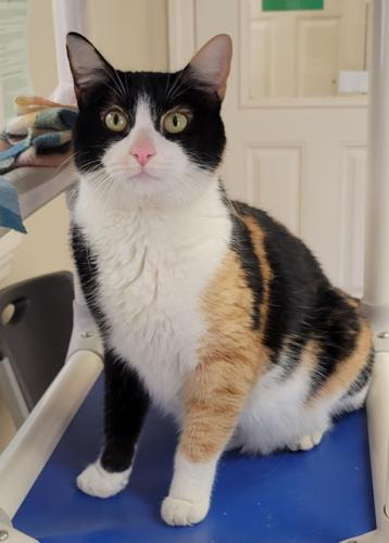 Pets of the Week