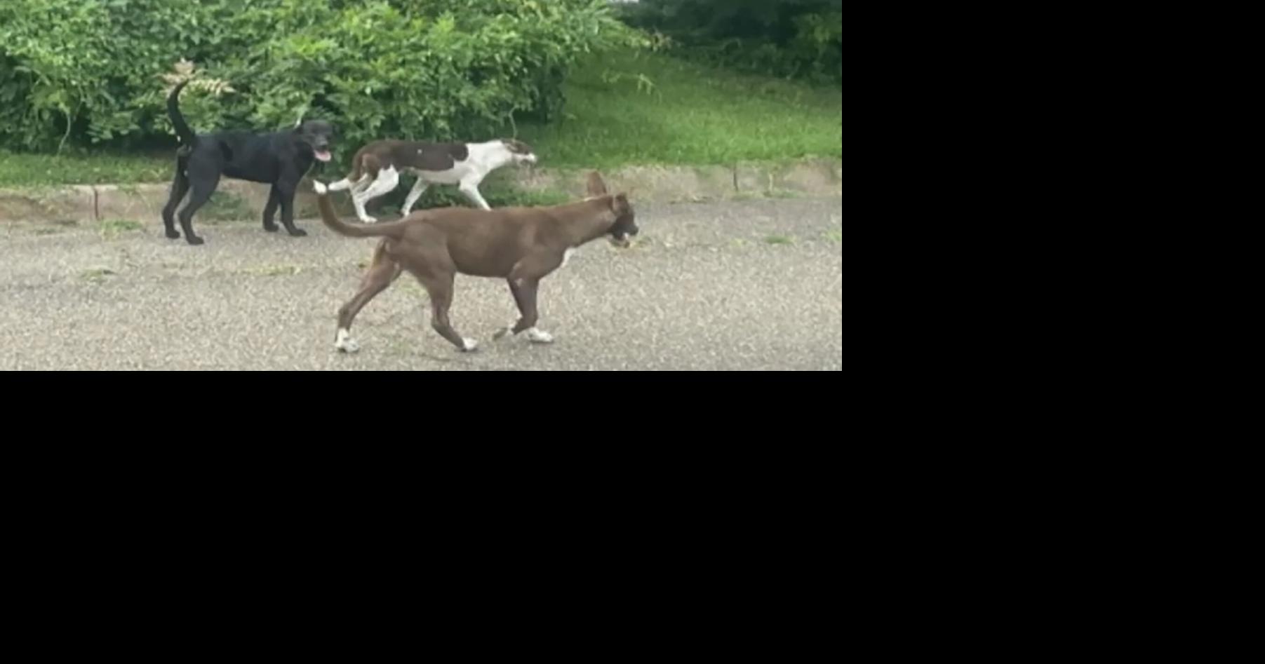 Marshall citizens, council address vicious roaming dog concerns | For Subscribers Only