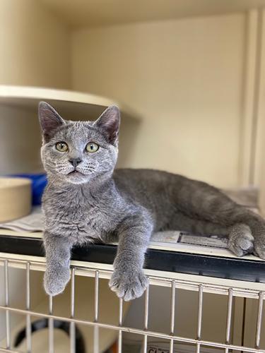 Pets of the Week
