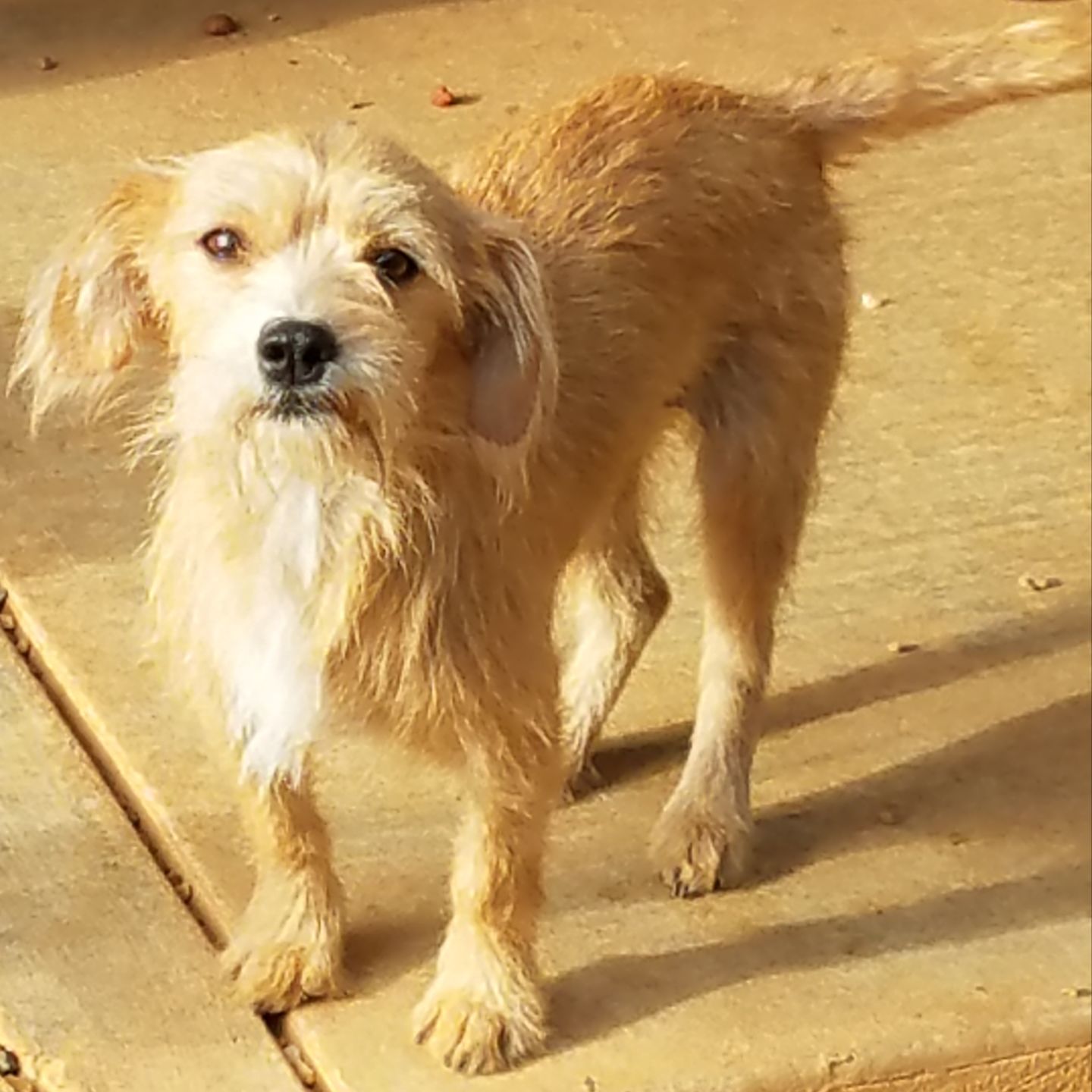 wire haired chiweenie