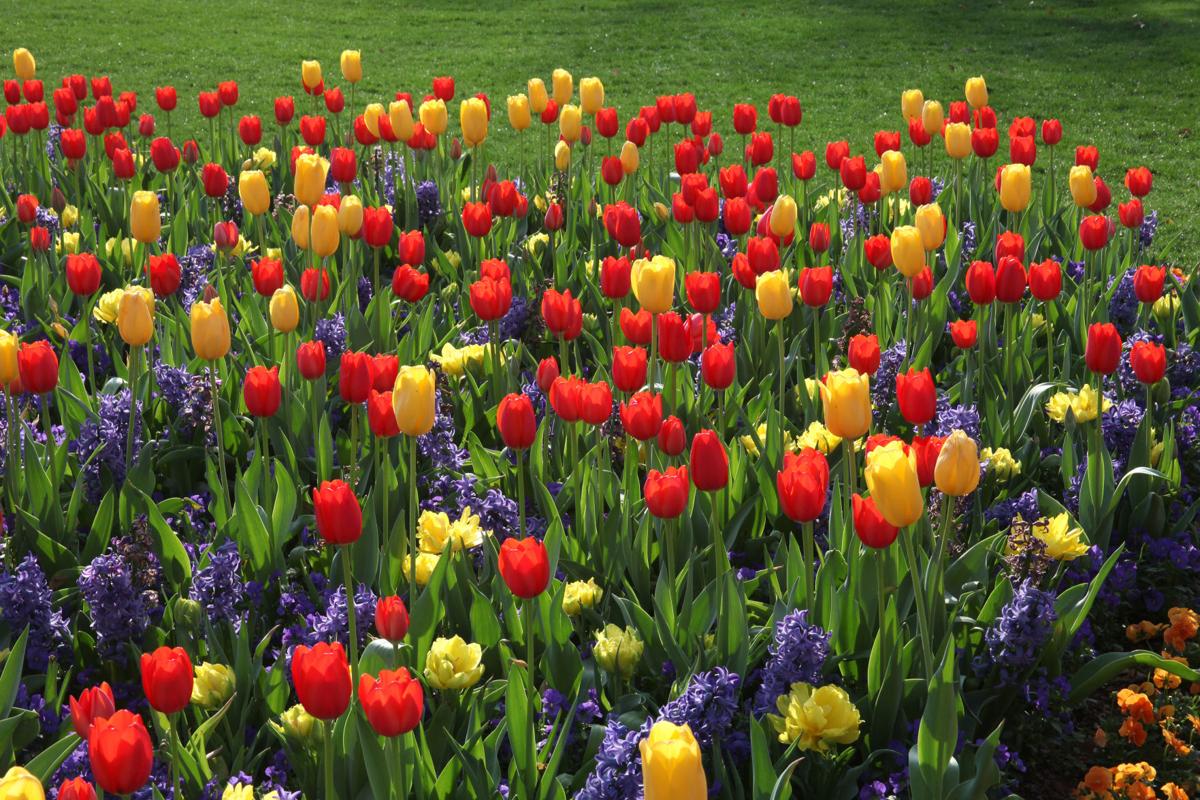 One Tank Trip Tiptoeing Through The Tulips Features