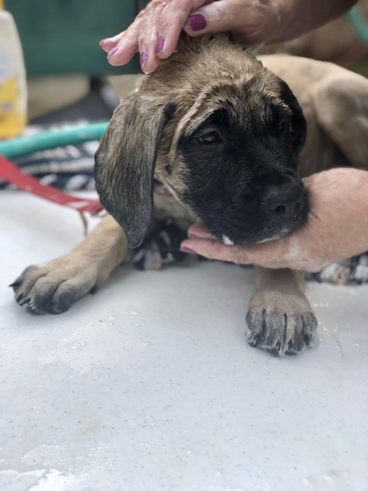 Dog Wash Fundraiser Benefits Friends Of Marshall Animals