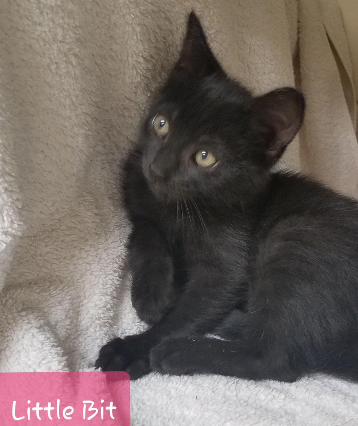 Pets Of The Week Features Marshallnewsmessenger Com