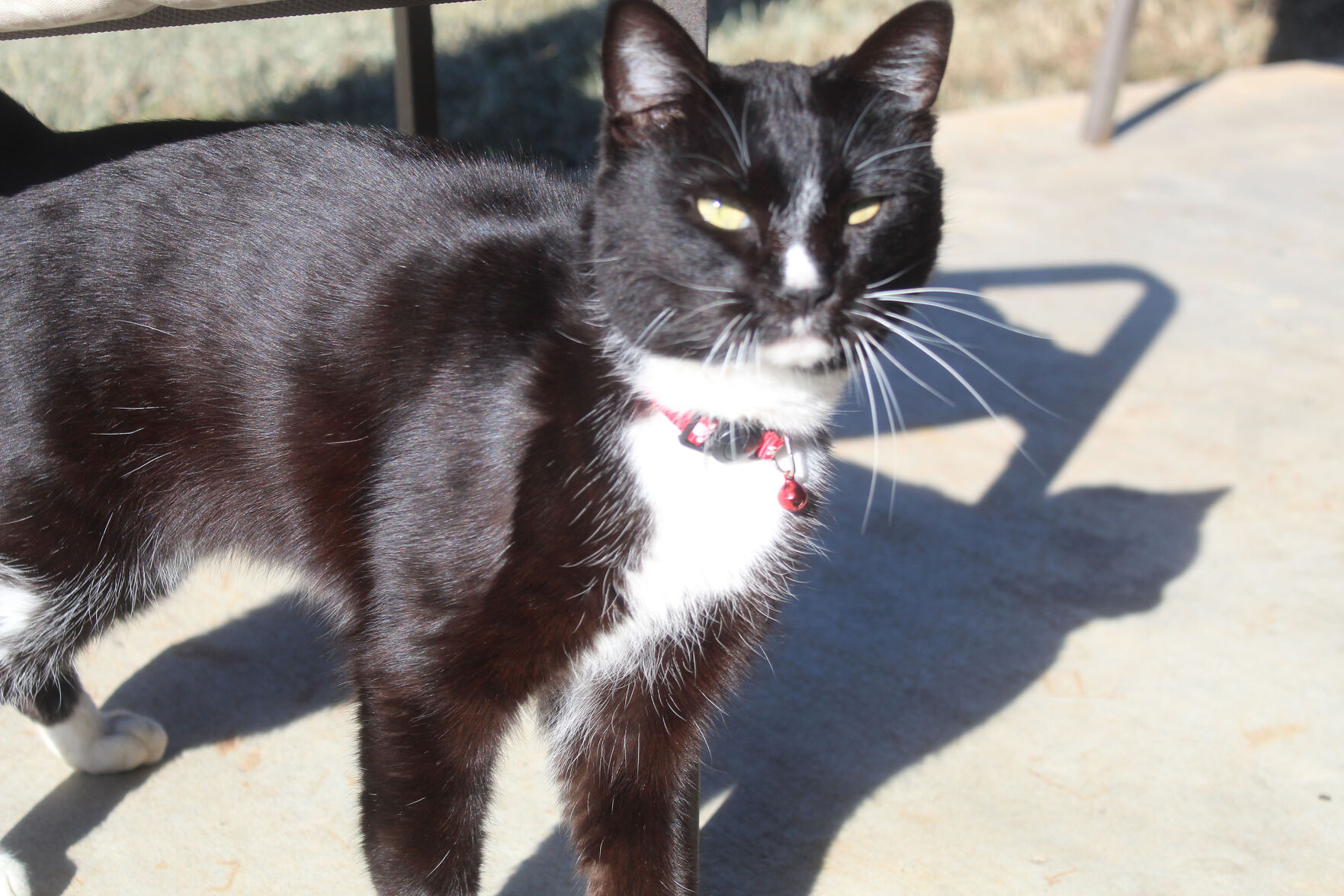 Cat adopts Marshall Fire Department as chosen home