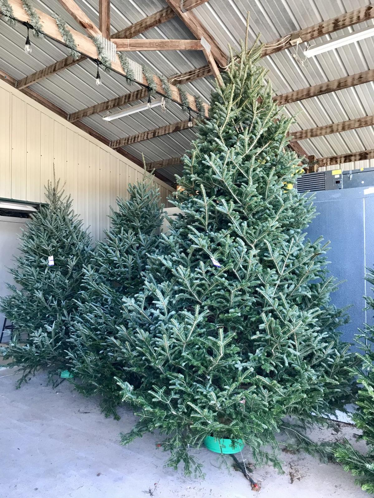 Merket Christmas Tree Farm In Beckville Prepares For Start Of Tree Season Business Marshallnewsmessenger Com