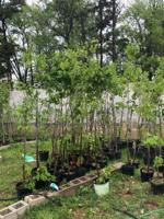 Marshall FFA selling Red Oak trees for fundraiser