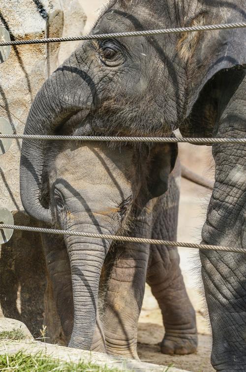 Newborn Elephant At Houston Zoo Welcomed Appears Thriving