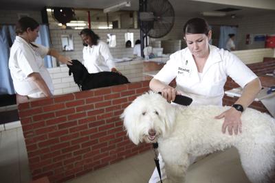Some Female Inmates In Texas Prisons Help Train Service Dogs Marshallnewsmessenger Com