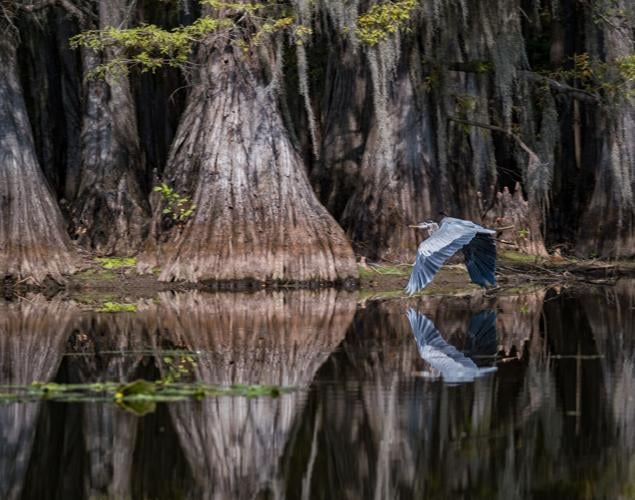 They're - Caddo Lake State Park - Texas Parks and Wildlife