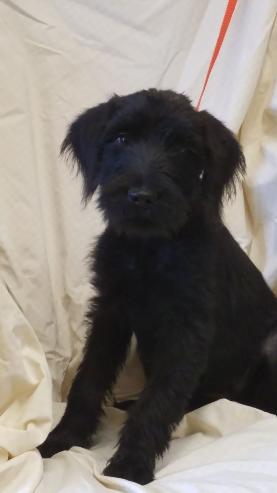 99 Black Chihuahua Mix With Poodle L2sanpiero