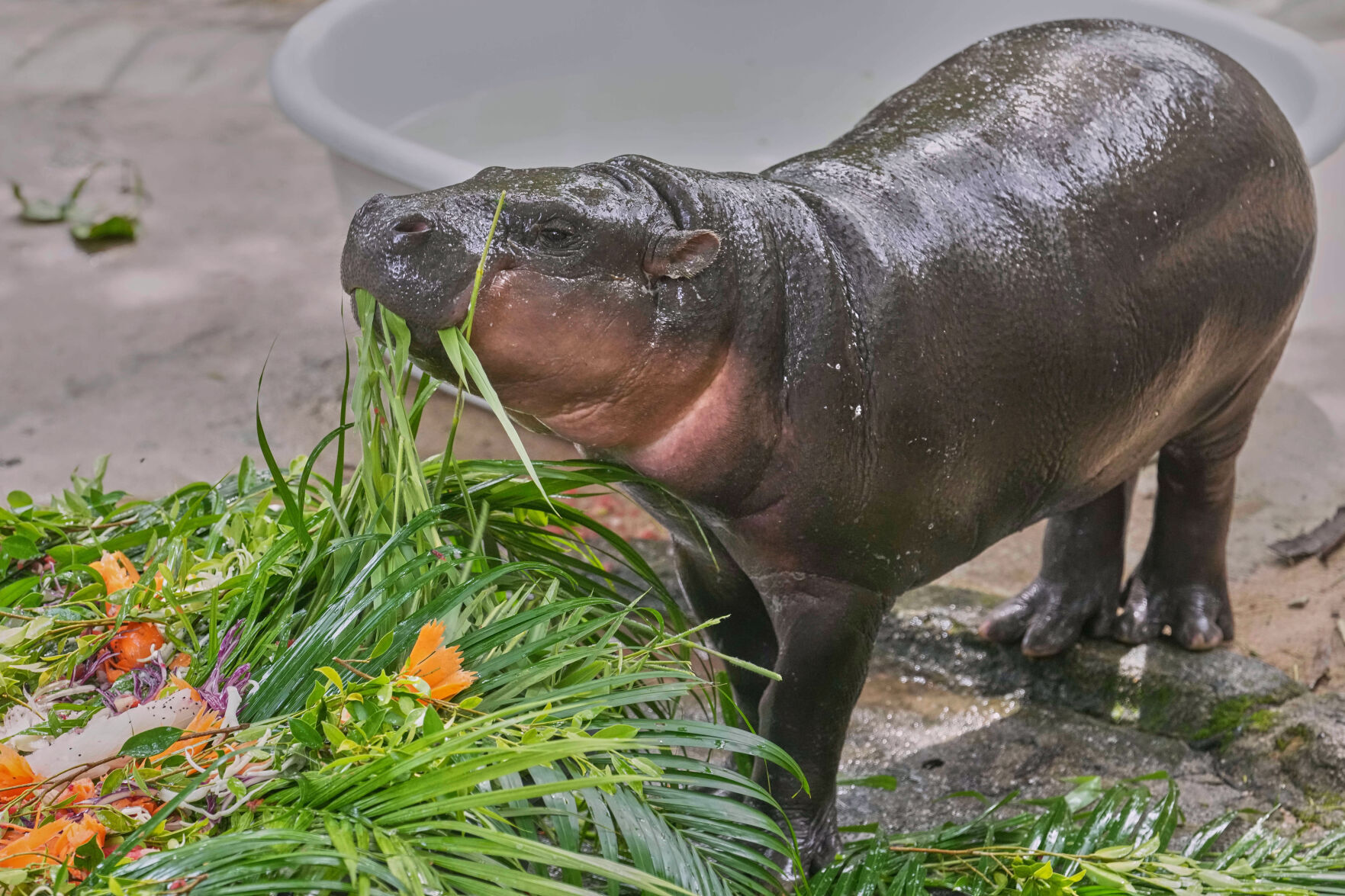 WILDSWANS PALM 藍染 Hippopotamus Thousands celebrate baby hippo Moo Deng's first birthday