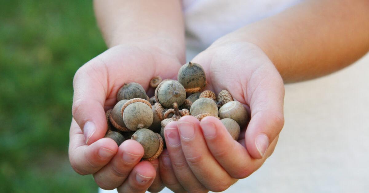 Acron Collection It's acorn collection season