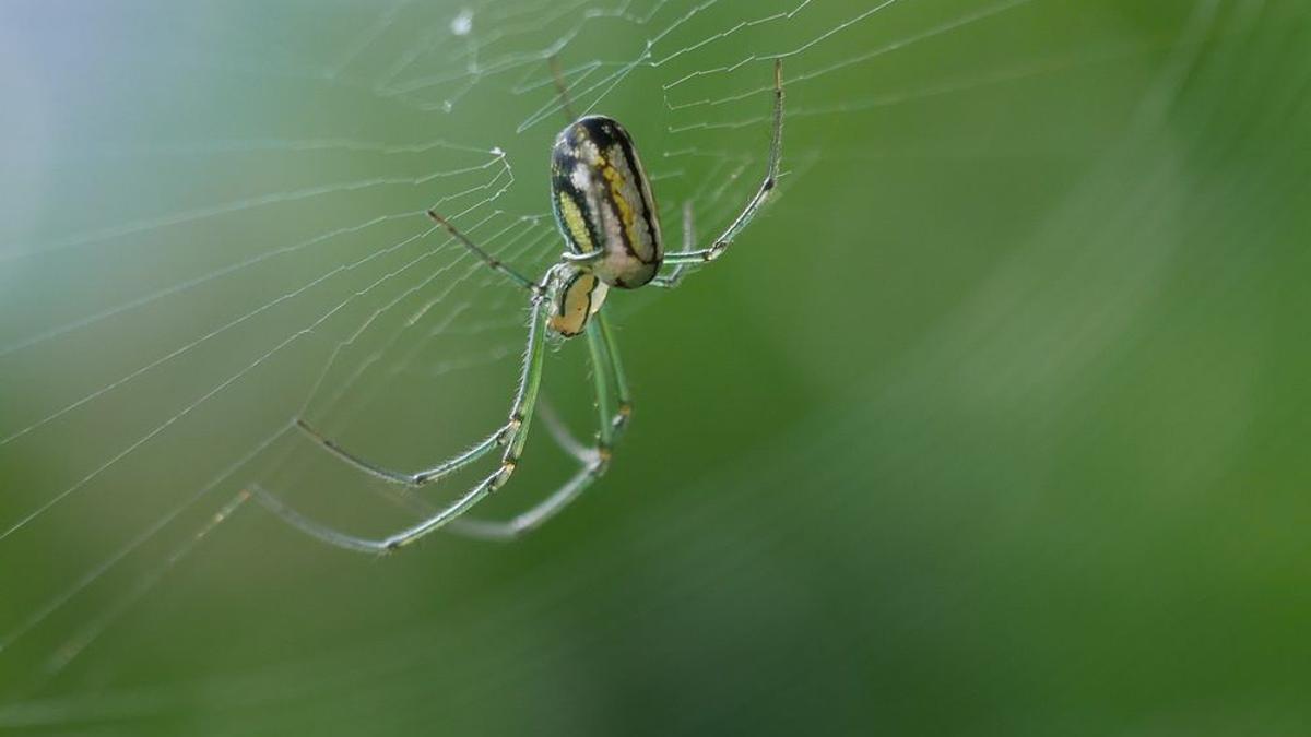 Weaving A Web Fall Brings Unique Spiders To Area Latest Headlines Martinsvillebulletin Com