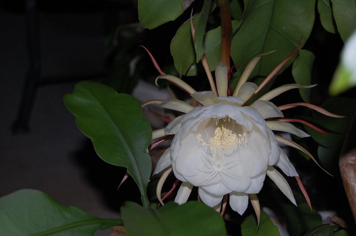 HOLLY KOZELSKY Sitting vigil for the flower that blooms in the night