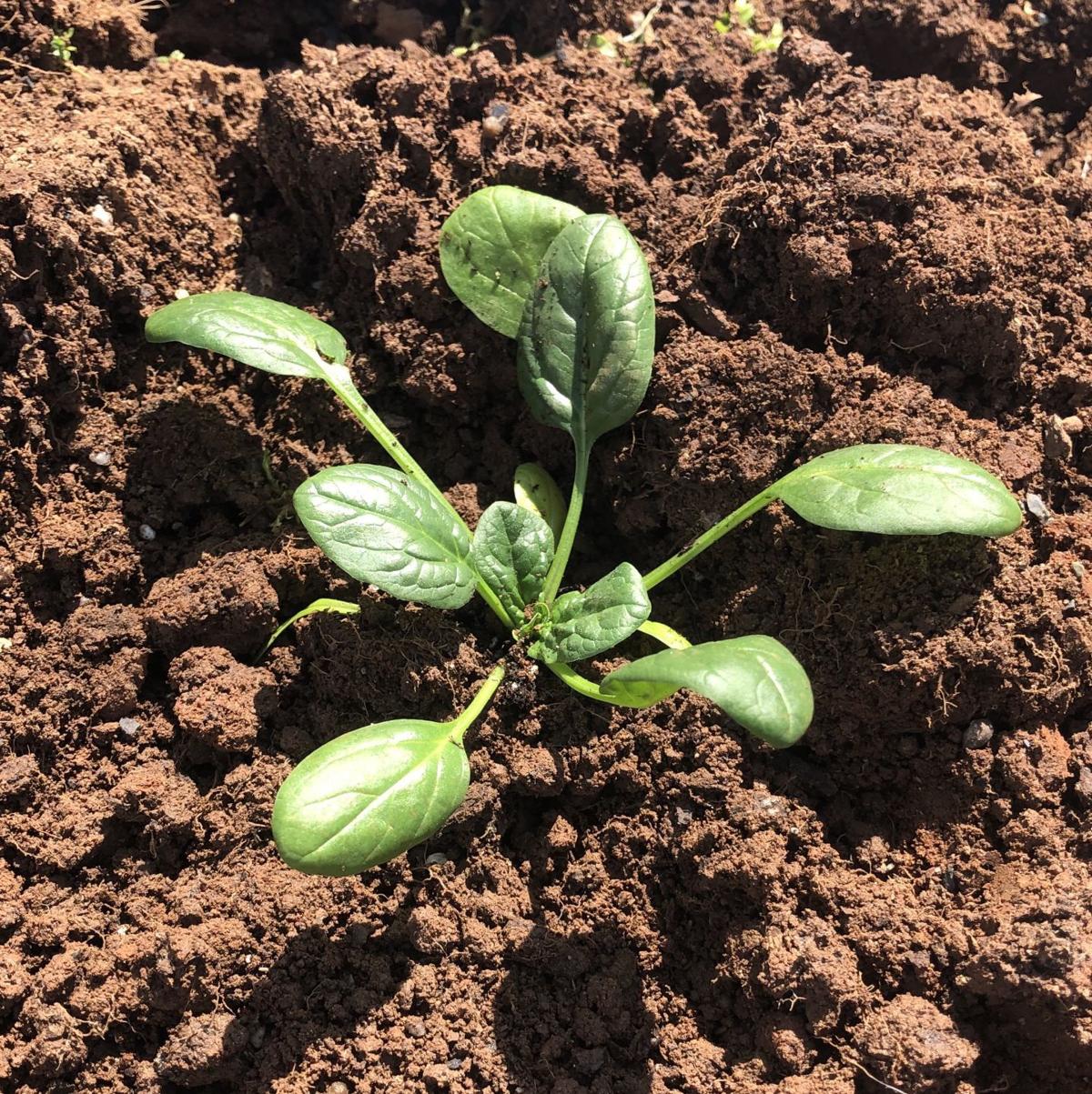 Here�s your spring planting guide Features