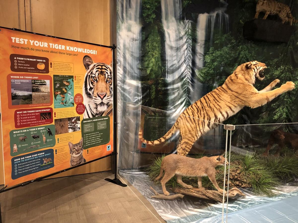 New Exhibit At Virginia Museum Of Natural History Includes A Lot