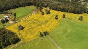 The Bright Side: Roots of resilience against the drought