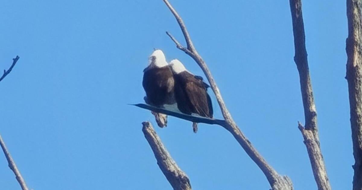 Eagles, ratsnake sightings help DRBA tell watershed story Jul 16, 2026 20 mins ago