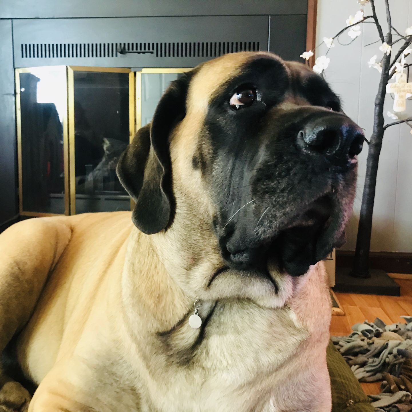 english mastiff service dog
