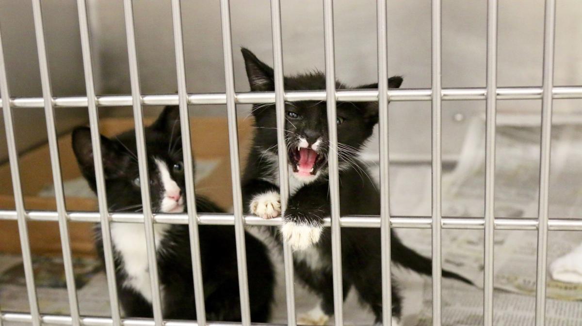 SPCA MartinsvilleHenry County needs to move animals during renovations