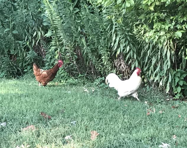 They're clucking about the fresh chicken(s) at the Bojangles' in Ridgeway.