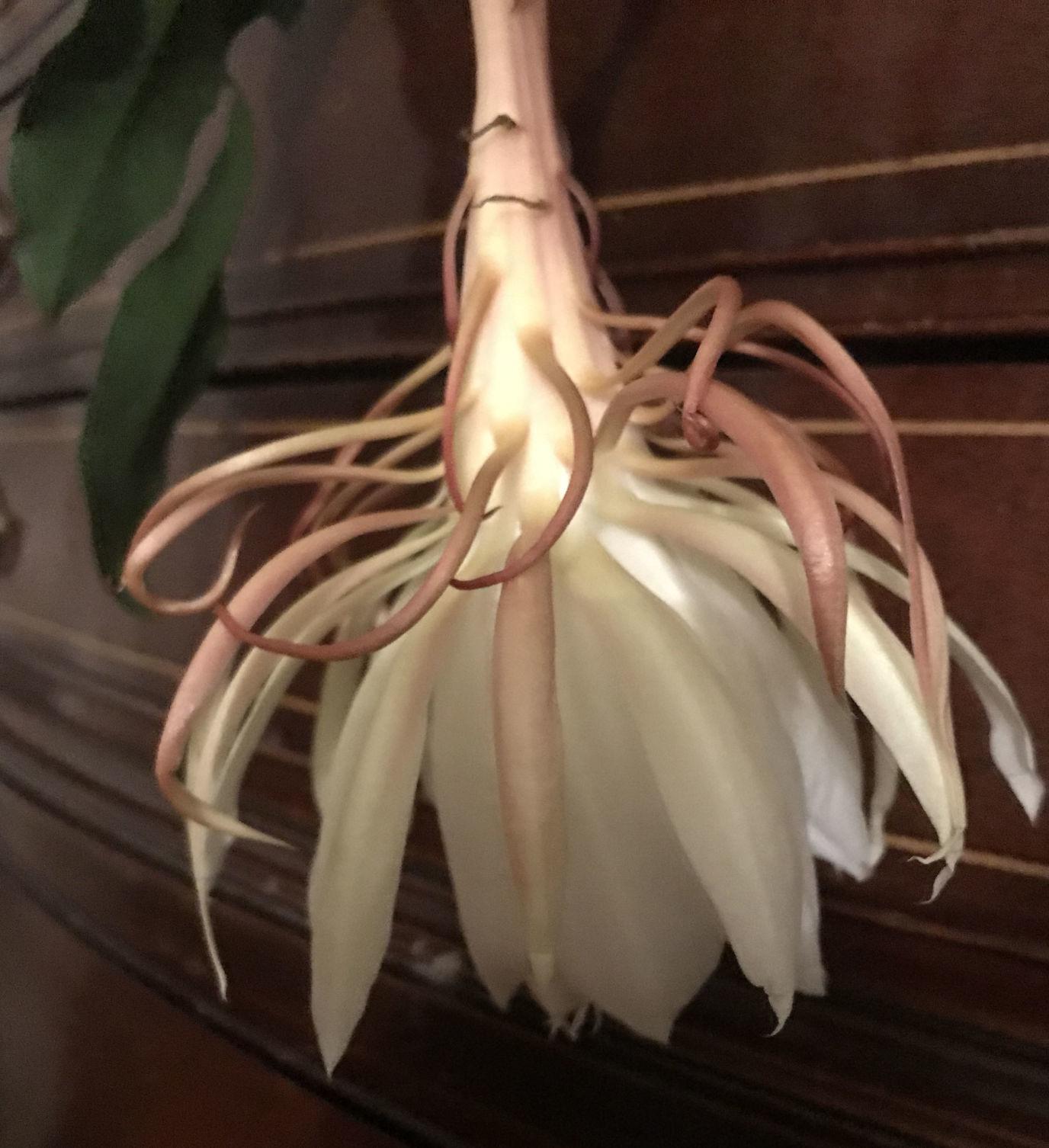 Christ in a manger plant abloom in Martinsville