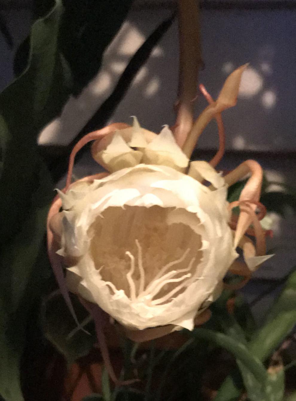 Christ in a manger plant abloom in Martinsville