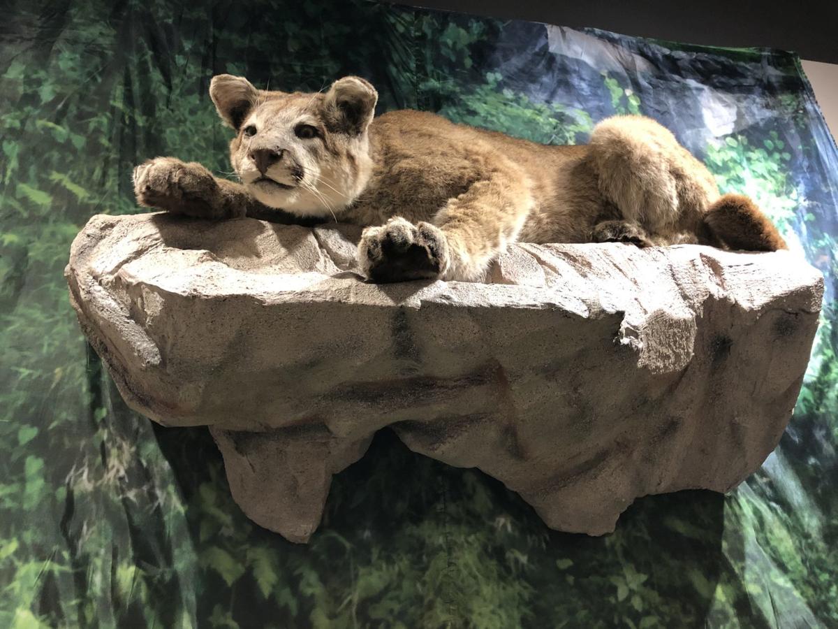 New Exhibit At Virginia Museum Of Natural History Includes A Lot