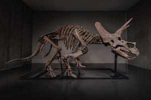 Triceratops skeleton 'Trey' to hit the auction block as dinosaur market soars