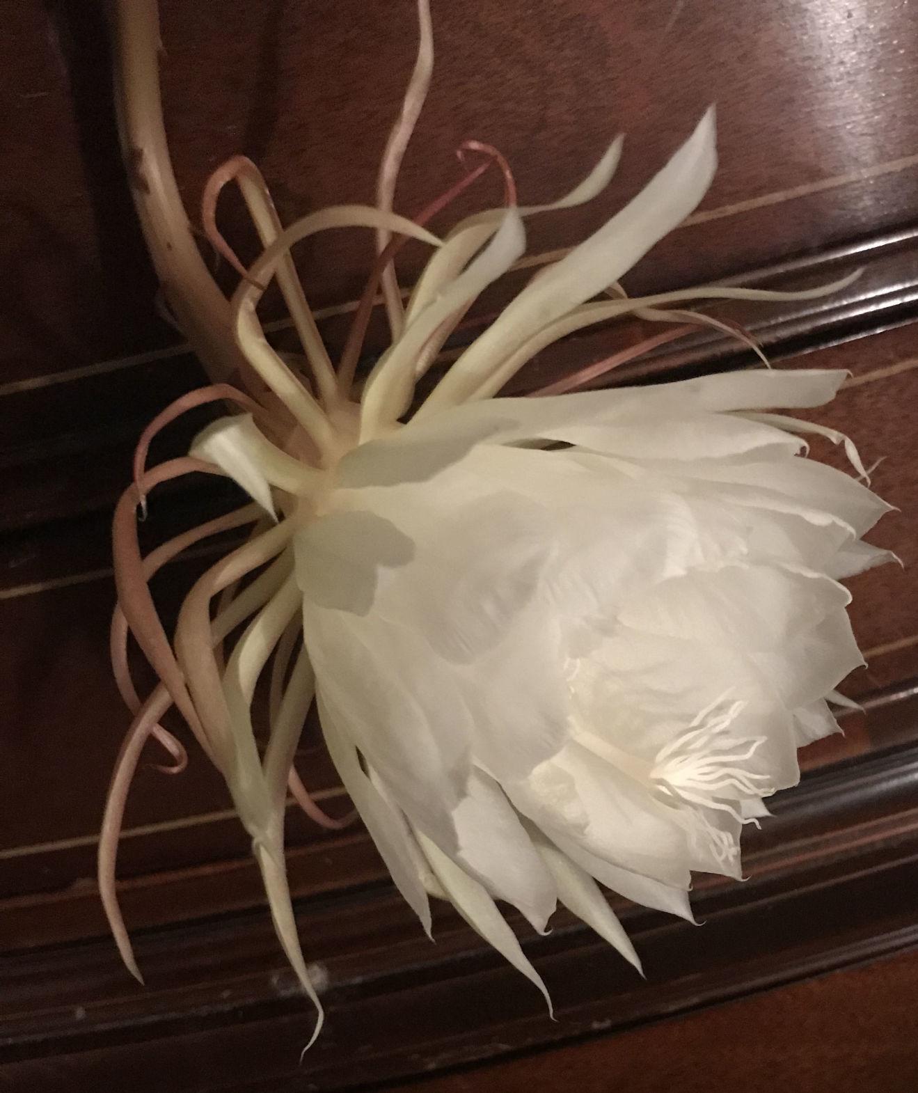 Christ in a manger plant abloom in Martinsville