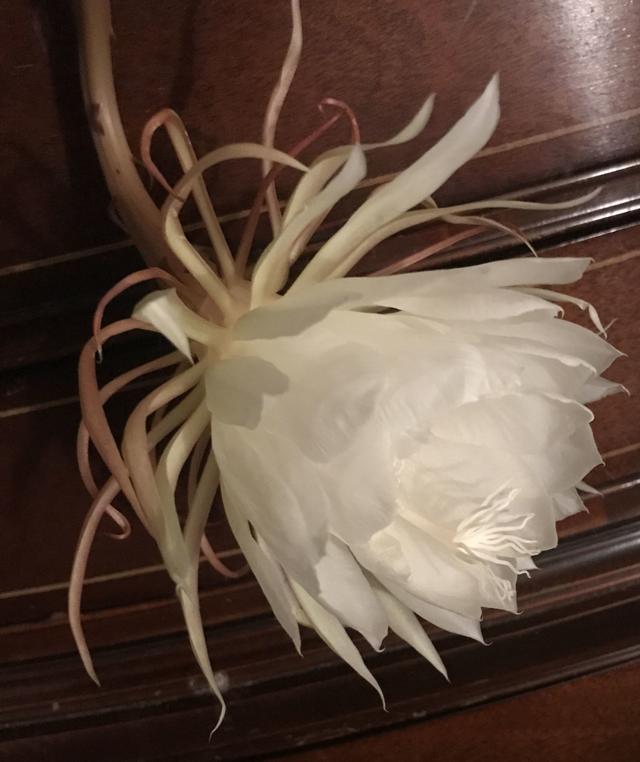 Christ in a manger plant abloom in Martinsville