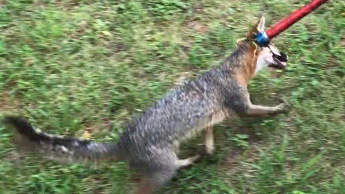 Watch Now The Attack Of The Rabid Fox Latest Headlines Martinsvillebulletin Com