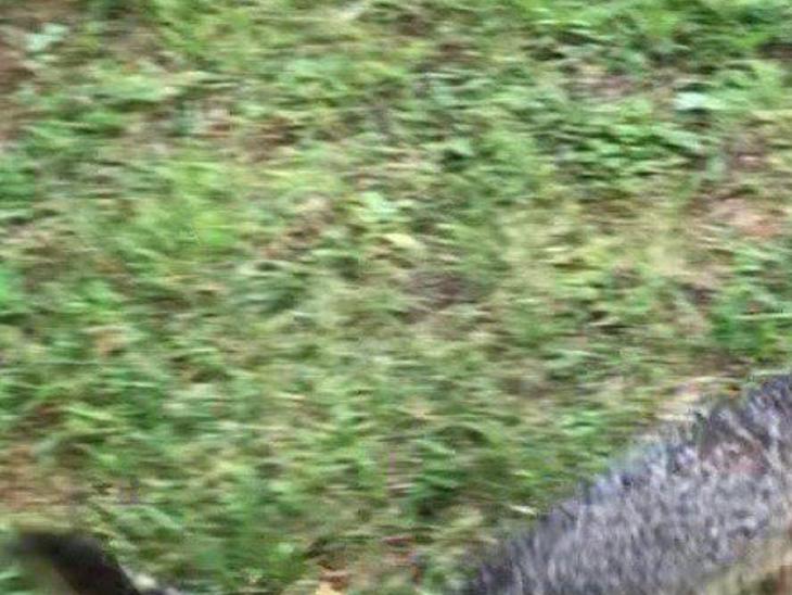 Watch Now The Attack Of The Rabid Fox Latest News Martinsvillebulletin Com