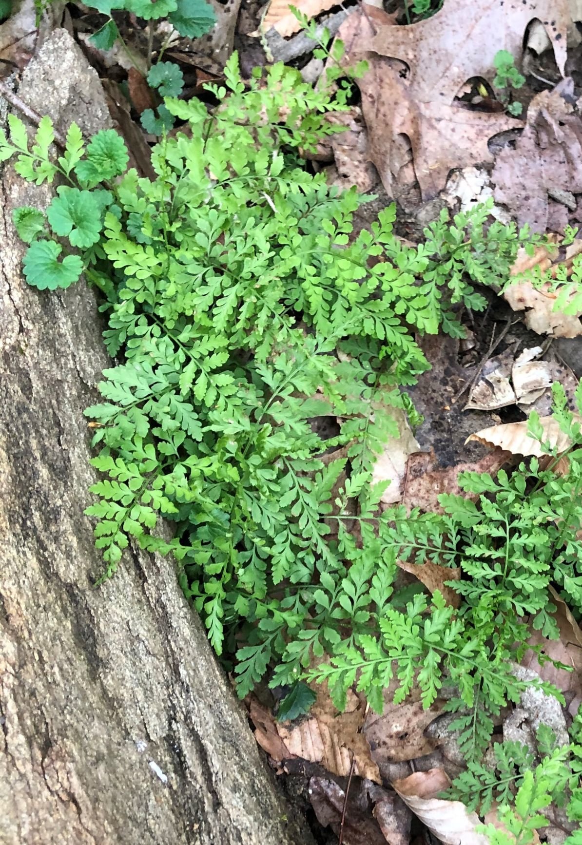 Native wildflowers at their peak along Martinsville-area ...