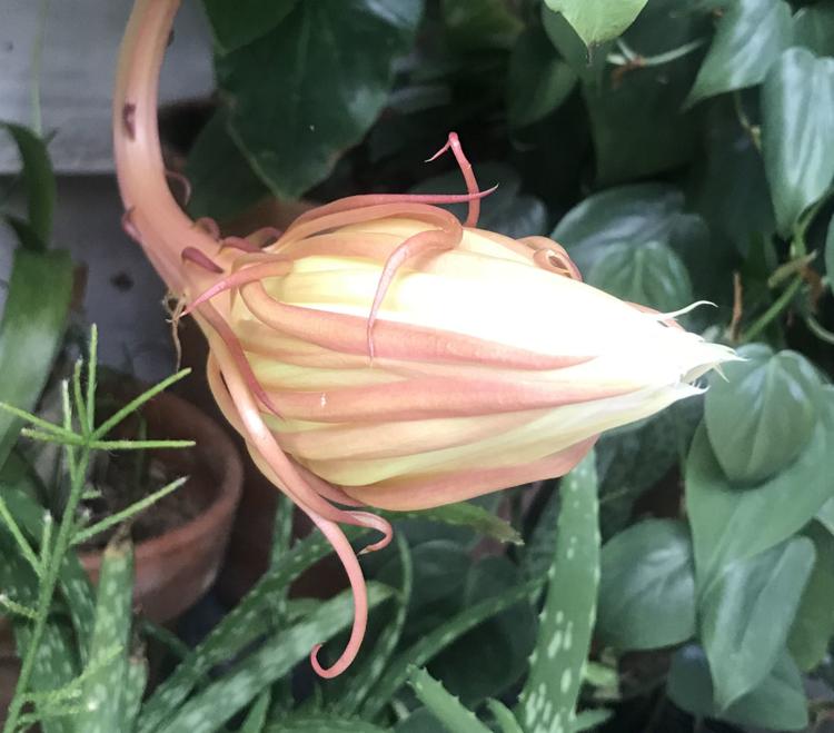 Christ in a manger plant abloom in Martinsville