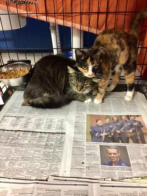 Clock Tower Cats In Martinsville Need A Home In A Barn Features
