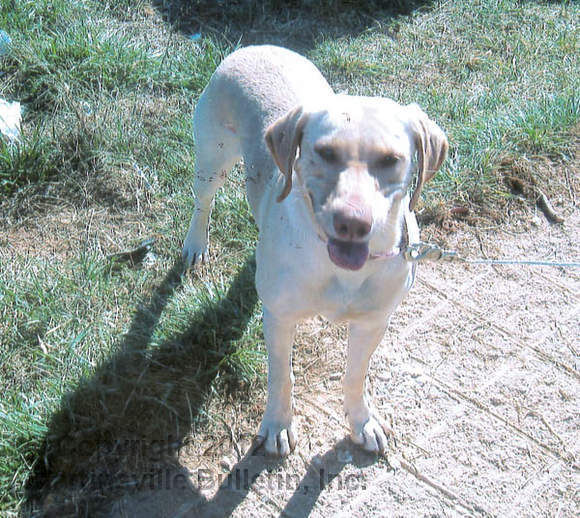 Antifreeze is poisonous for animals — and people