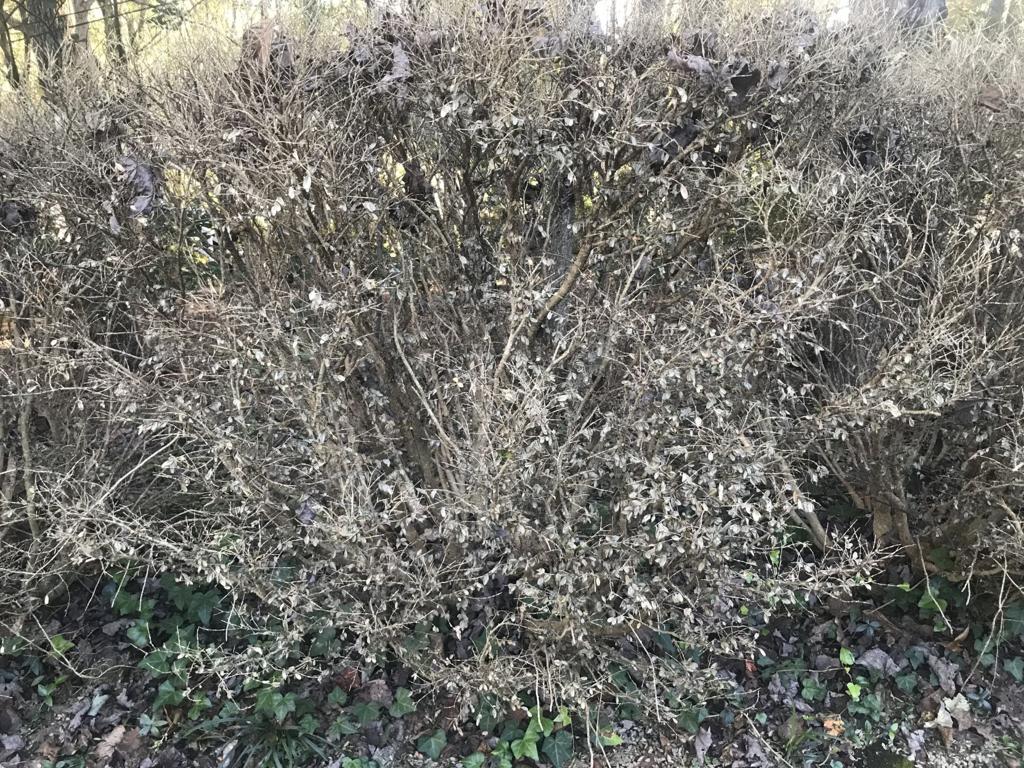 How Do You Clean Up Boxwood Blight Extension Holds Community