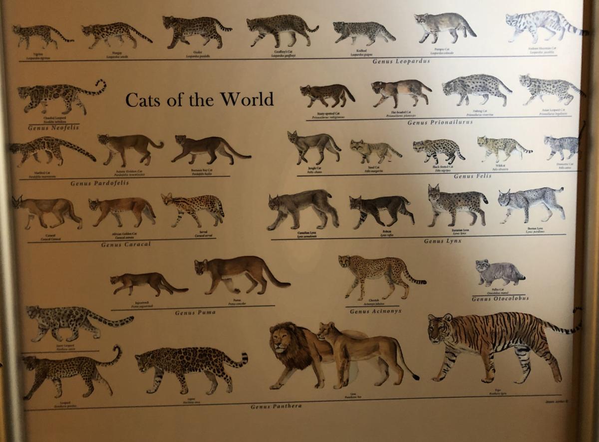 Cats Exhibit Opening This Weekend At Virginia Museum Of Natural
